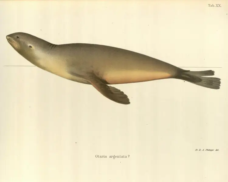 Arctocephalus philippii