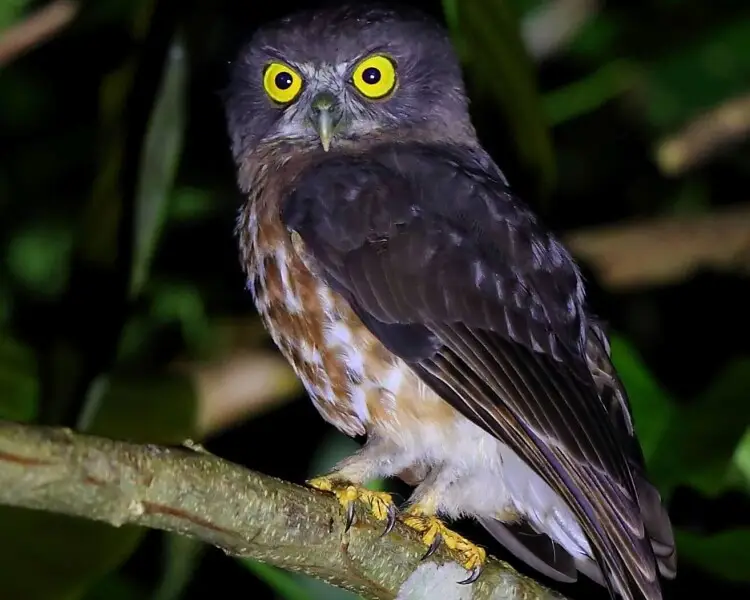 Andaman hawk-owl