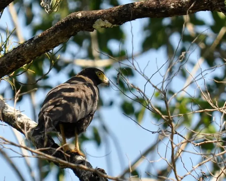 Andaman serpent eagle