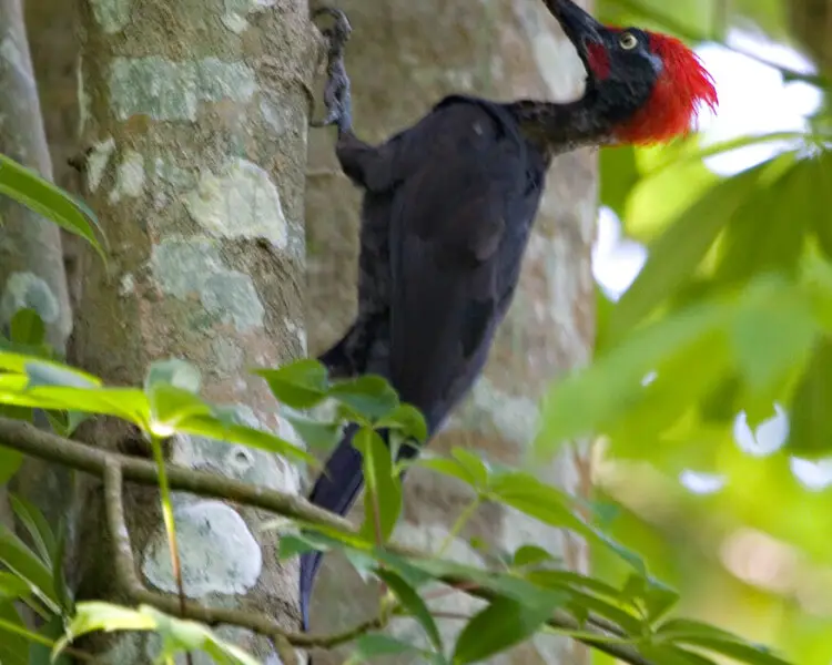 Andaman woodpecker