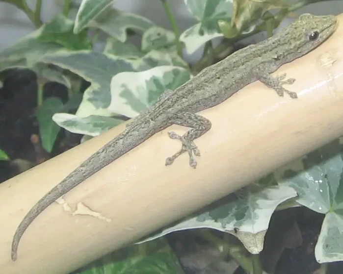 Angulated dwarf gecko