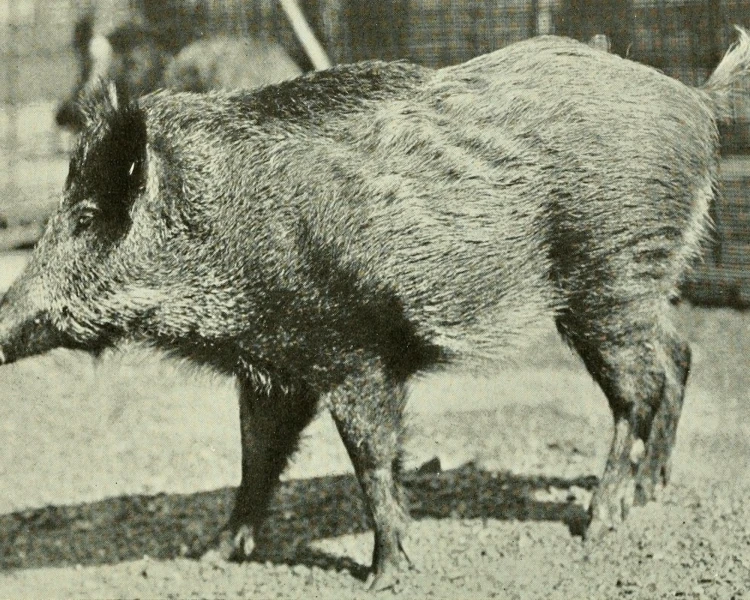 North African boar