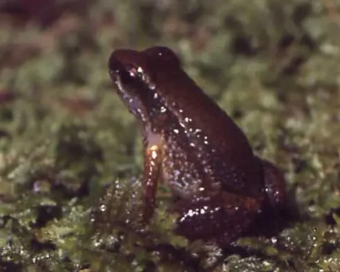 Anomaloglossus stepheni факти, дієта, ареал і фотографії на Animalia.bio