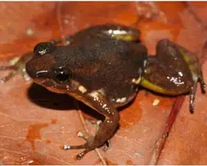 Anomaloglossus wothuja факти, дієта, ареал і фотографії на Animalia.bio