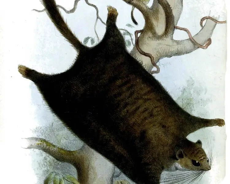 Anomalurus pusillus Fakten, Ernährung, Lebensraum & Bilder auf