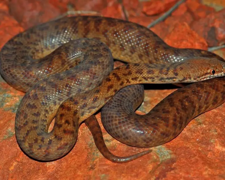 Pygmy python