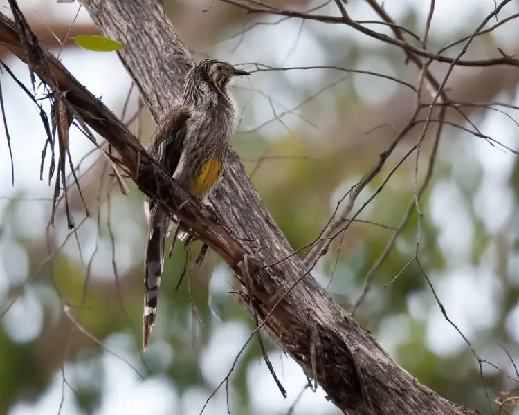 Yellow wattlebird