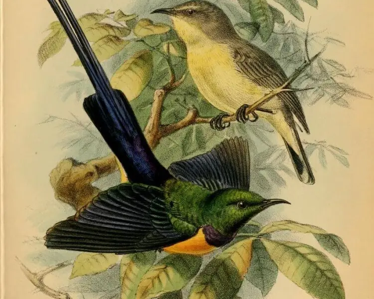 Nile Valley sunbird
