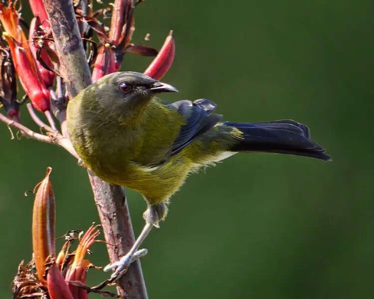 New Zealand bellbird