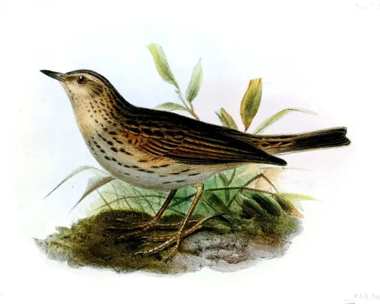 Paramo pipit - Facts, Diet, Habitat & Pictures on Animalia.bio