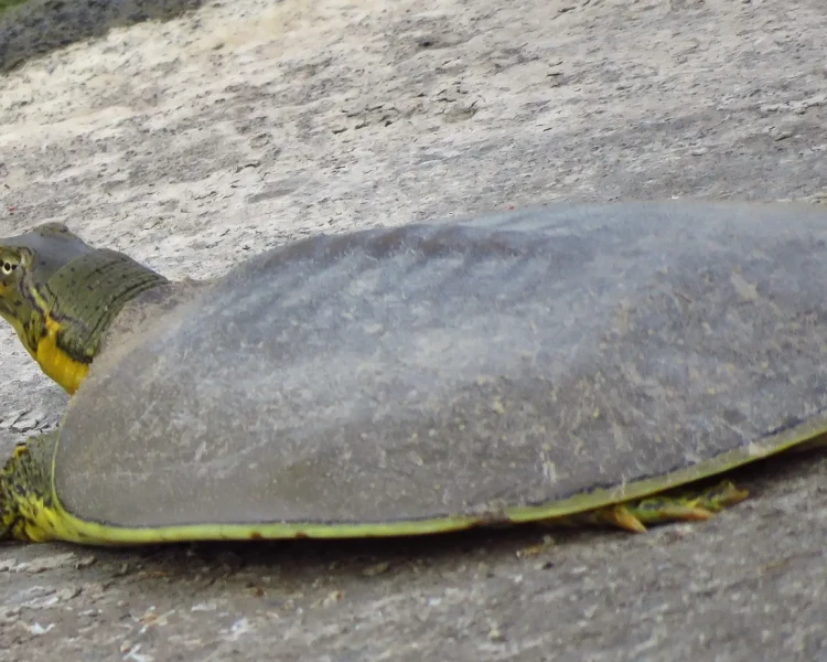 Pallid spiny softshell turtle