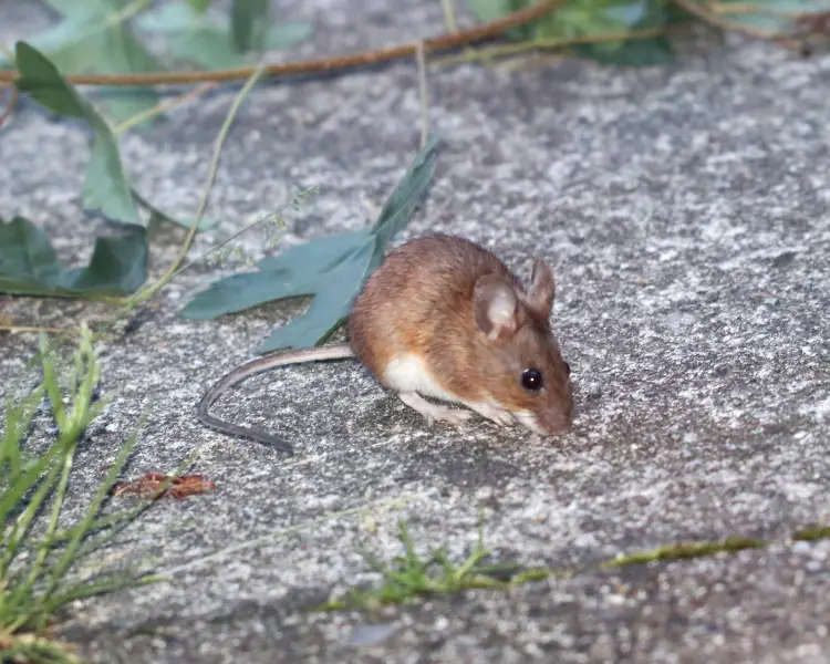 Yellow-Necked Mouse