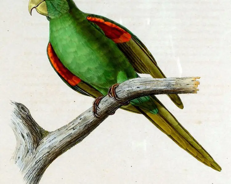 Puerto Rican parakeet
