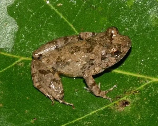 Arthroleptis adelphus факти, дієта, ареал і фотографії на Animalia.bio