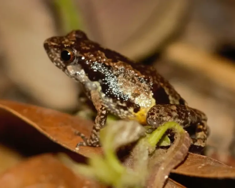 Arthroleptis sylvatica