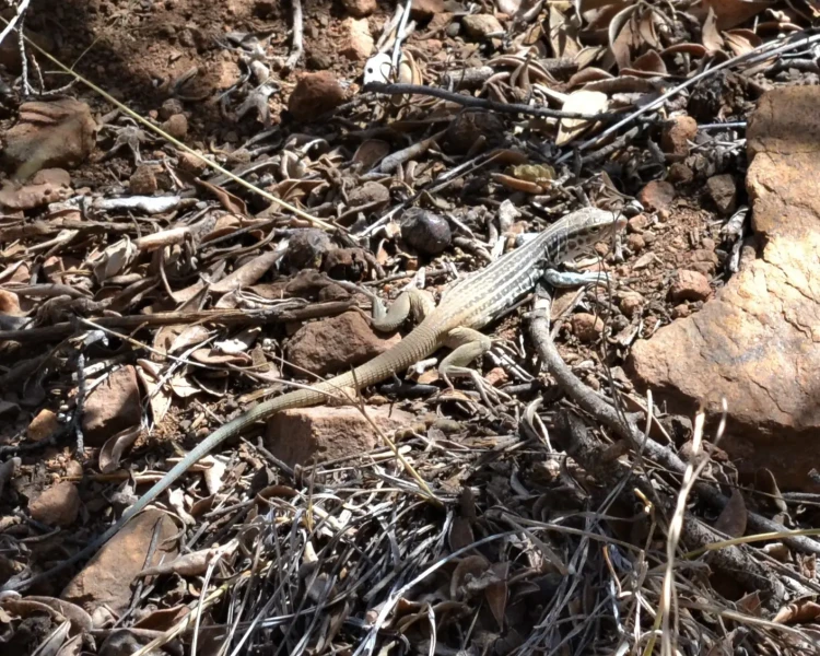 Aspidoscelis scalaris Facts, Diet, Habitat & Pictures on Animalia.bio