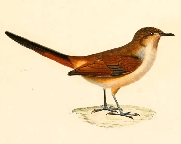 Rusty-vented canastero
