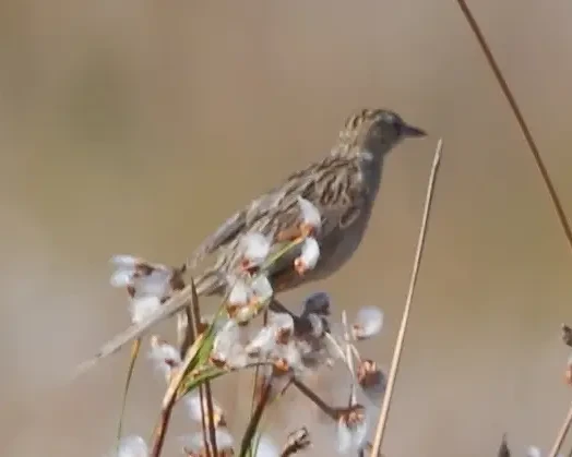 Канастеро блідий
