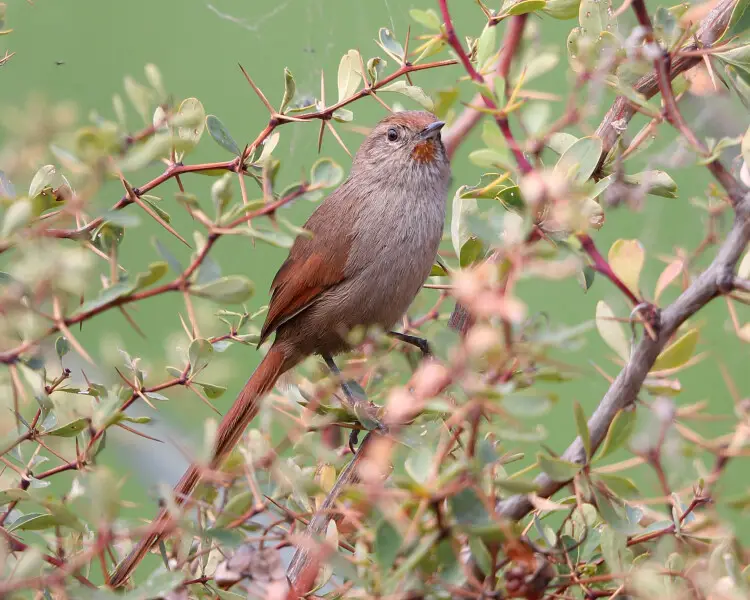 Rusty-fronted canastero