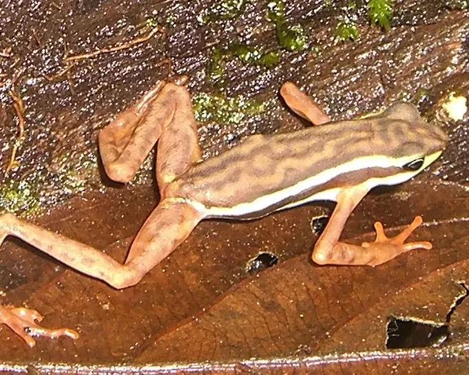 Elegant stubfoot toad