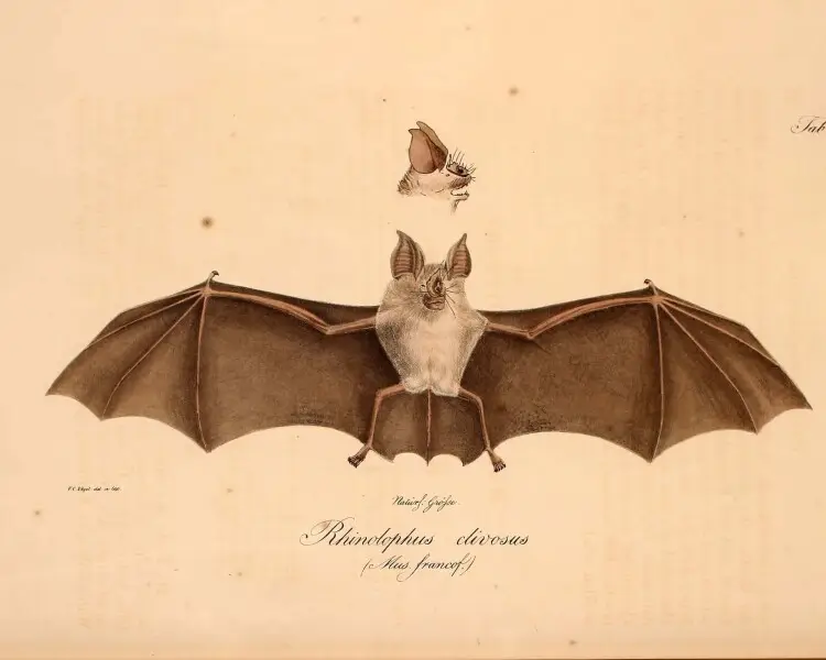 Geoffroy's horseshoe bat