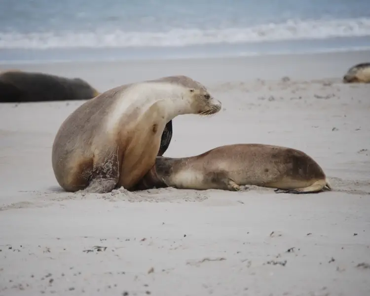 Australian Sea Lion - Facts, Diet, Habitat & Pictures on Animalia.bio