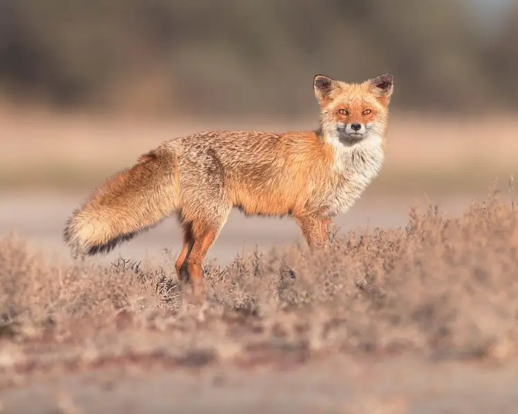 Red Fox - Facts, Diet, Habitat & Pictures on 