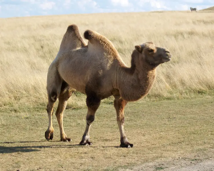 Bactrian Camel - Facts, Diet, Habitat & Pictures on 