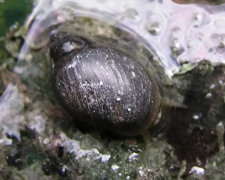 Banff Springs snail