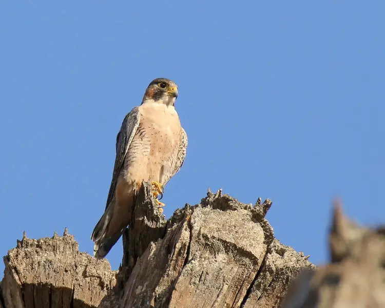 Falco peregrinus pelegrinoides