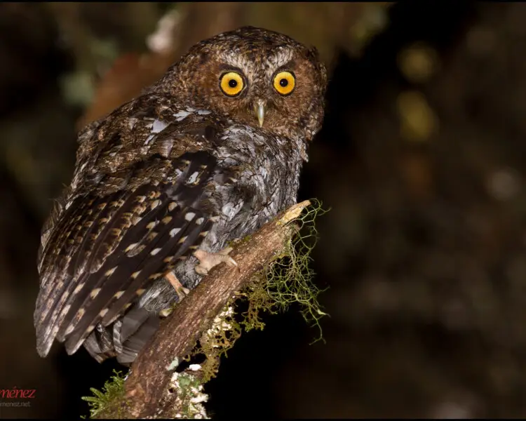 Bare-shanked screech owl
