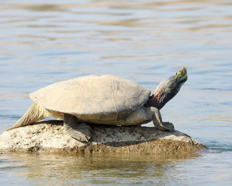 Red-crowned roofed turtle