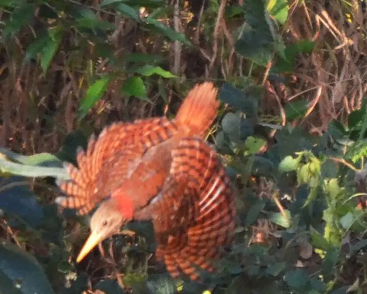 Bay woodpecker - Facts, Diet, Habitat & Pictures on Animalia.bio