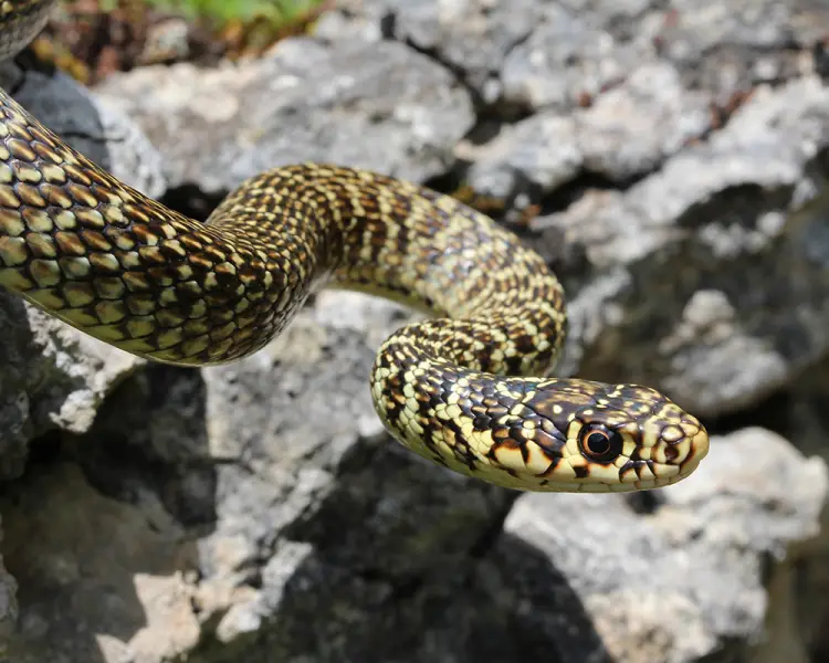 Green Whip Snake - Facts, Diet, Habitat & Pictures on Animalia.bio