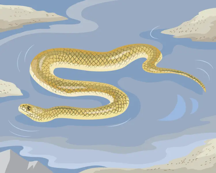 Морська змія горбоноса