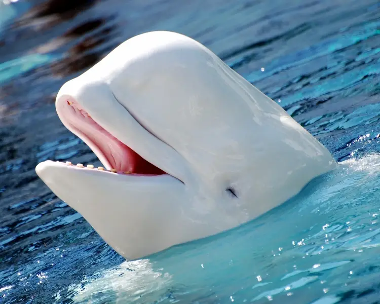 Beluga Whale - Facts, Diet, Habitat & Pictures on 