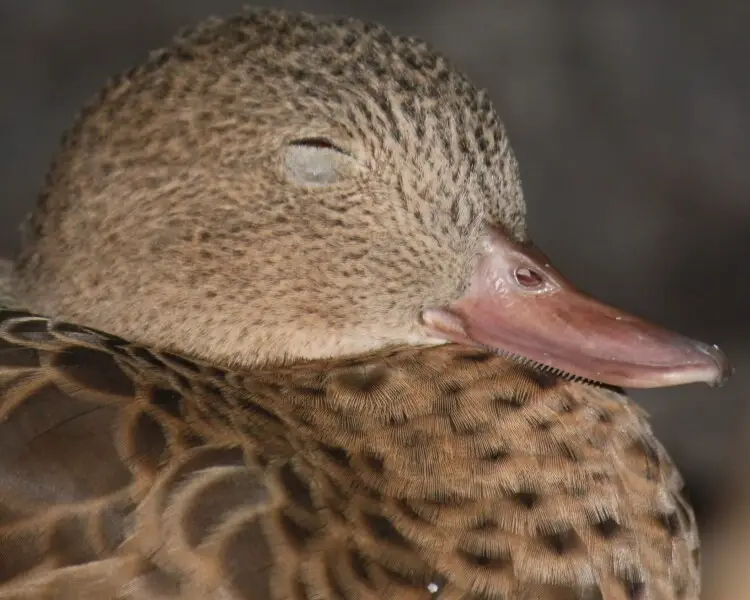 Bernier's teal - Facts, Diet, Habitat & Pictures on Animalia.bio