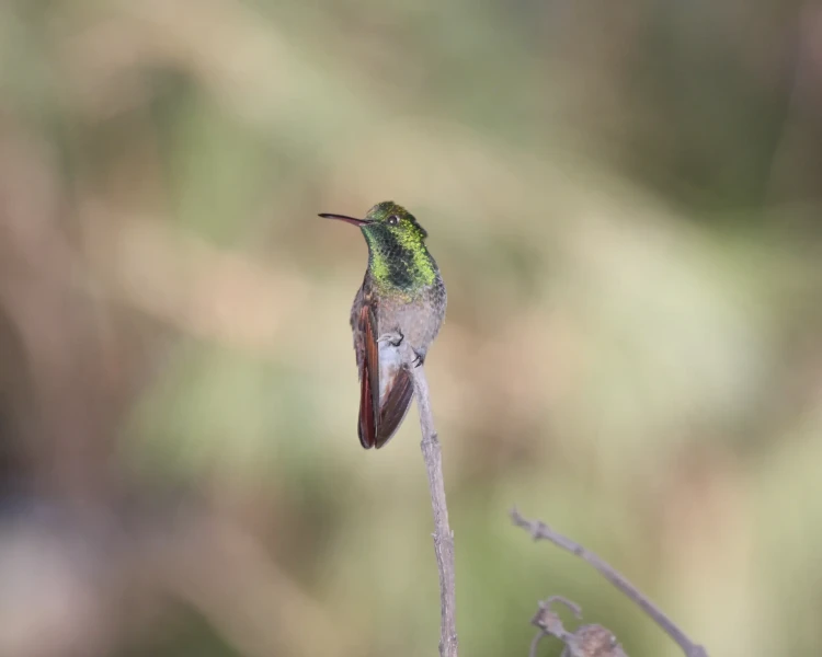 Berylline hummingbird