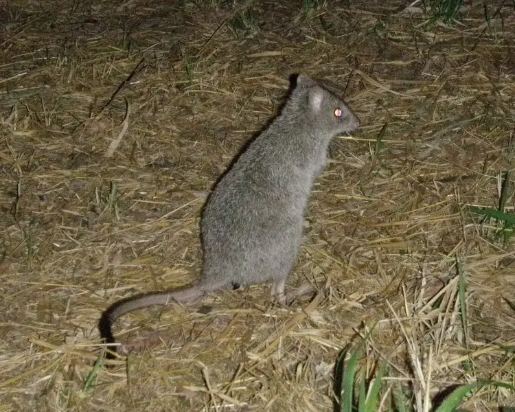 Northern bettong