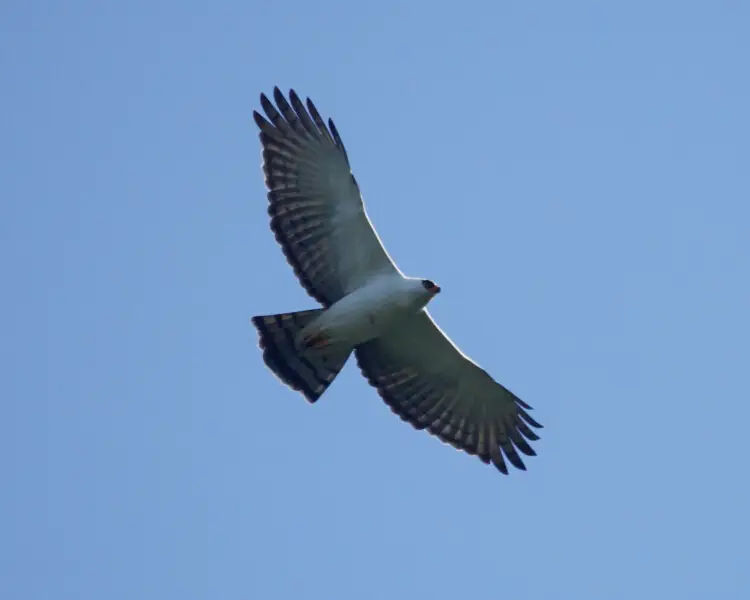 Black-and-white hawk-eagle