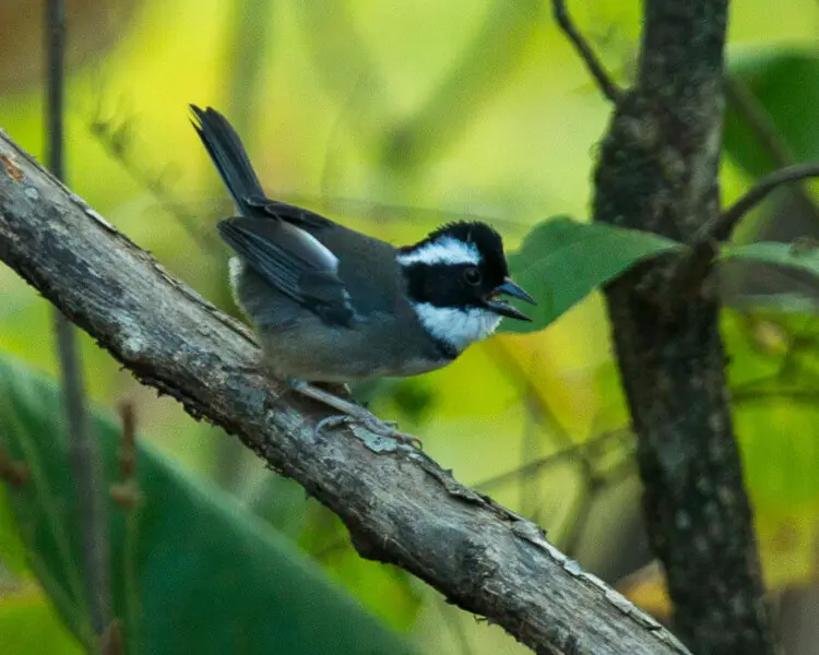 Black-capped sparrow - Facts, Diet, Habitat & Pictures on Animalia.bio