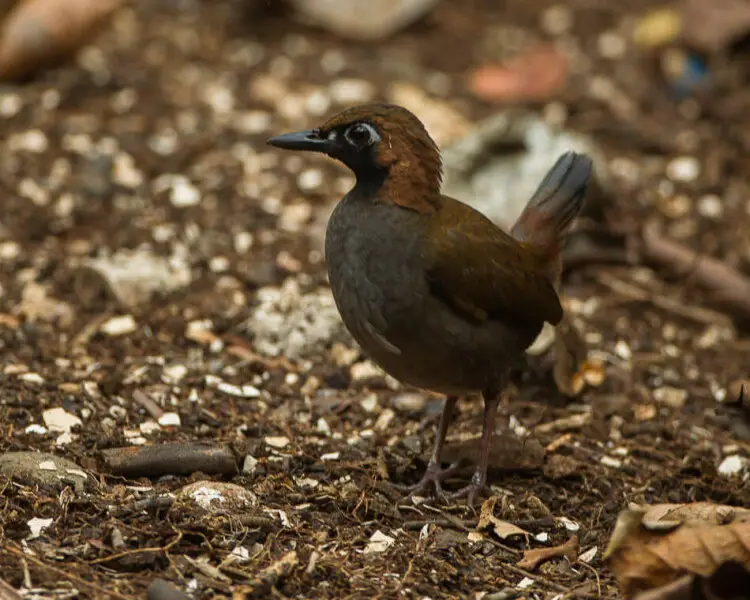 Black-faced antthrush - Facts, Diet, Habitat & Pictures on Animalia.bio