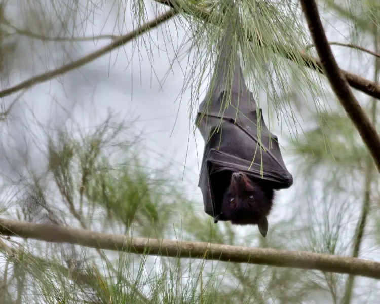 Black Flying Fox - Facts, Diet, Habitat & Pictures on 
