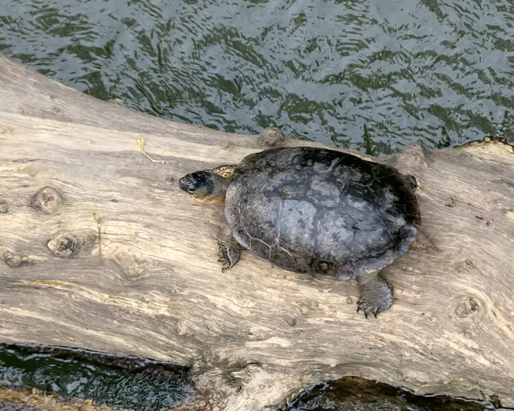 Black river turtle