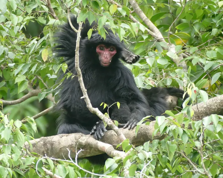 Red-Faced Spider Monkey - Facts, Diet, Habitat & Pictures on 