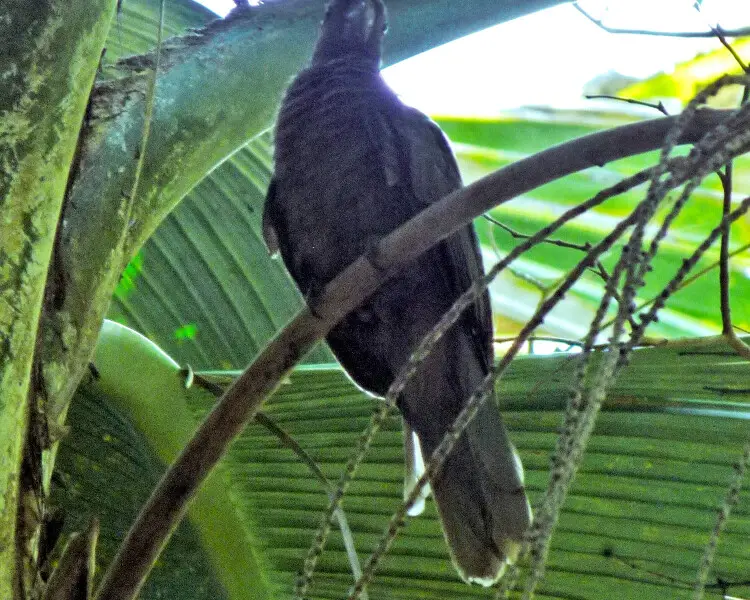 Seychelles black parrot