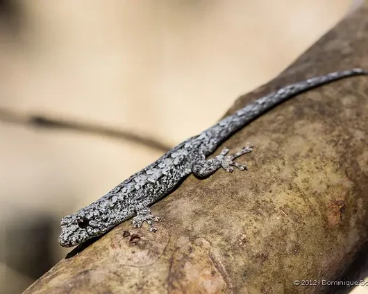 Blanc's dwarf gecko
