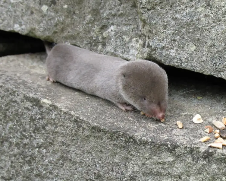 Northern Short-Tailed Shrew - Facts, Diet, Habitat & Pictures on  
