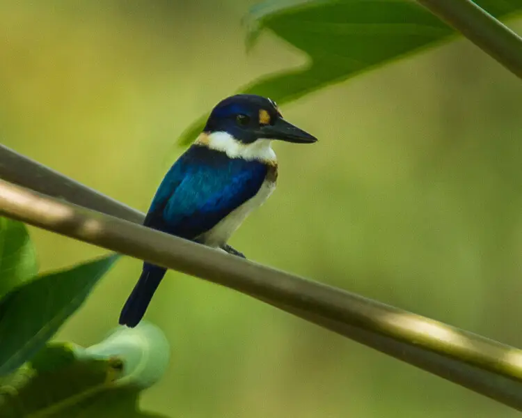 Blue-and-white kingfisher