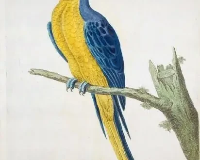 Ара мартинікський